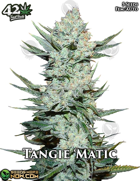 Tangie 'Matic