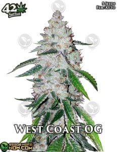 West Coast OG Auto (Autoflower) - Fast Buds