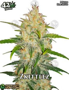 Zkittlez Auto (autoflower) - Fast Buds