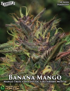 Banana mango (feminized) - humboldt seed company