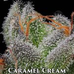 Caramel Cream (Feminized) - Humboldt Seed Company