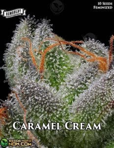 Caramel Cream (feminized) - Humboldt Seed Company