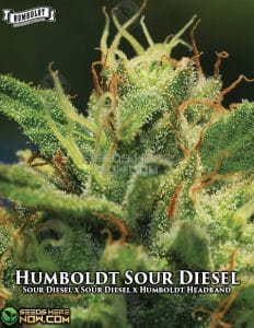 Humboldt sour diesel (feminized) - humboldt seed company