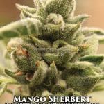 Mango Sherbert (Feminized) - Humboldt Seed Company