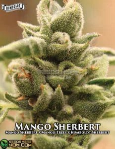 Mango Sherbert (feminized) - Humboldt Seed Company