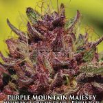 Purple Mountain Majesty (Feminized) - Humboldt Seed Company