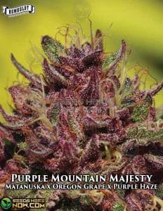 Purple Mountain Majesty (Feminized) - Humboldt Seed Company