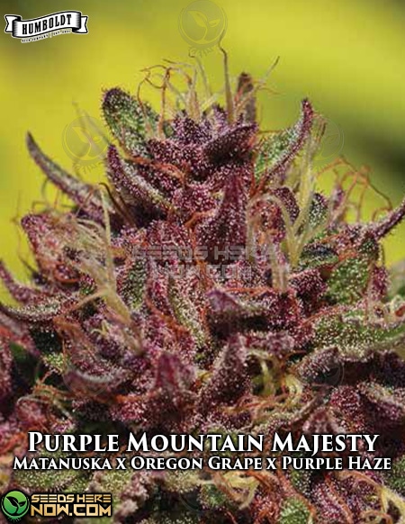 Humboldt-seed-company-purple-mountain-majesty