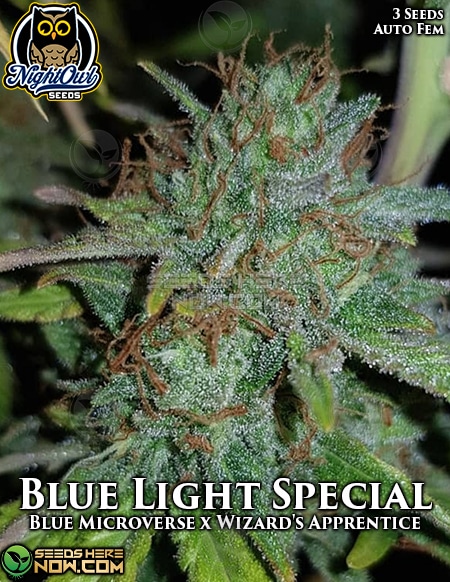 Night-Owl-Seeds-Blue-Light-Special