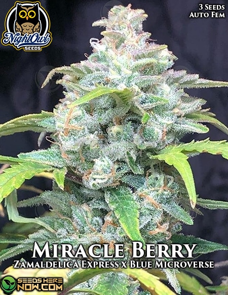 Night-Owl-Seeds-Miracle-Berry