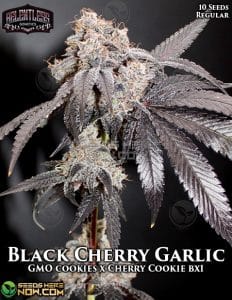 Black Cherry Garlic (regular) - Relentless Genetics
