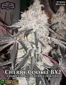 Cherry Cookie Bx2 (regular) - Relentless Genetics