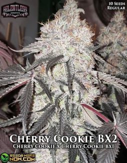 Relentless Genetics - Cherry Cookie BX2 {REG} [10pk]relentless-genetics-cherry-cookie-bx2