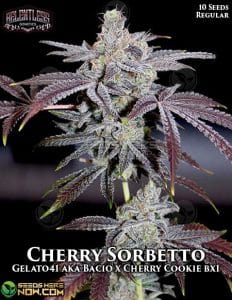 Cherry Sorbetto (regular) - Relentless Genetics