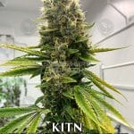 KITN (Regular) - S.A.G.E. Against the Machine