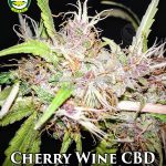 Cherry Wine Spectrum CBD (Regular) - Seattle Chronic Seeds