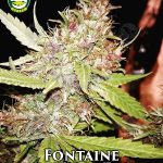 Fontaine (Regular) - Seattle Chronic Seeds