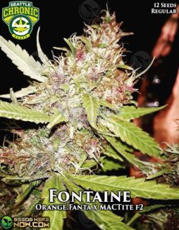 Seattle Chronic Seeds - Fontaine {REG} [12pk]Seattle-chronic-seeds-fontaine