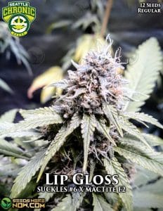 Lip Gloss (regular) - Seattle Chronic Seeds