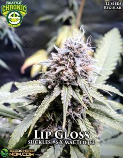 Seattle Chronic Seeds - Lip Gloss {REG} [12pk]Seattle-chronic-seeds-lip-gloss