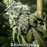 Rhino Shit (Regular) - Seattle Chronic Seeds