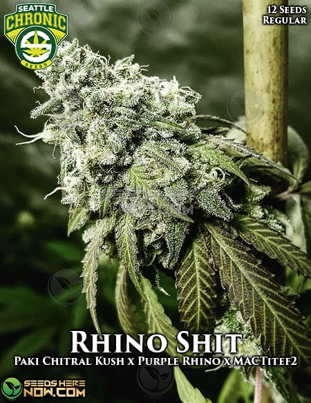 Seattle-Chronic-Seeds-Rhino-Shit