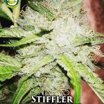 Stiffler (Regular) - Seattle Chronic Seeds