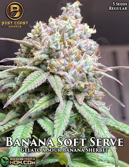 Banana Soft Serve