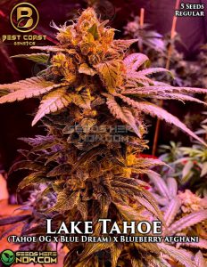 Lake Tahoe (Regular) - Best Coast Genetics