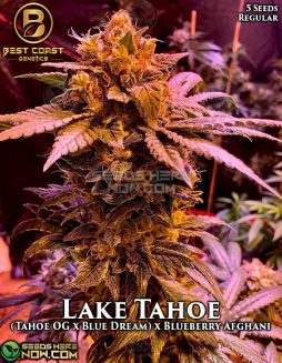 Best Coast Genetics - Lake Tahoe {REG} [5pk]Lake Tahoe Strain Cannabis Seeds