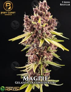 Magpie (regular) - Best Coast Genetics