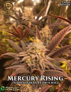 Mercury Rising (regular) - Best Coast Genetics