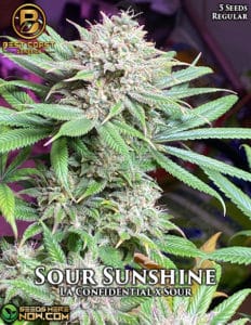 Sour Sunshine (Regular) - Best Coast Genetics