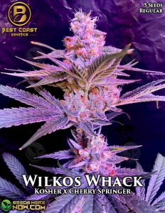 Wilkos Whack (regular) - Best Coast Genetics