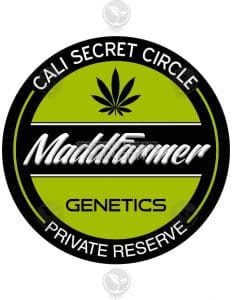 5 Wicked Celts (Regular) - Maddfarmer Genetics