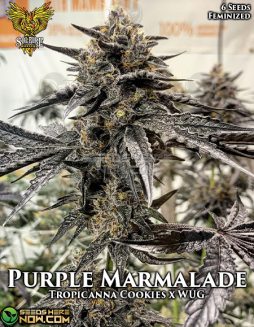 Solfire Gardens - Purple Marmalade {FEM} [6pk]