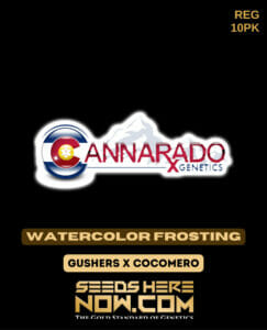 Watercolor frosting (regular) - cannarado genetics