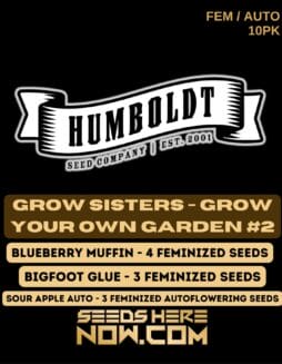 Humboldt Seed Company - GYOG Sisters #2 {FEM} [10pk]Humboldt Seed Company - GYOG Sisters #2 {FEM} [10pk]