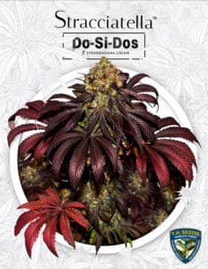Stracciatella (feminized) - t. H. Seeds