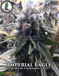 Imperial Eagle (Regular) (space) Dominion Seed Company