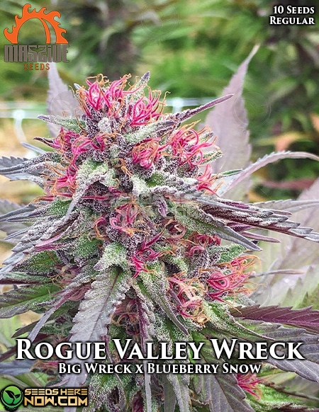 Massive-seeds-rogue-valley-wreck