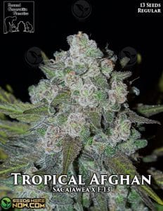 second-generation-genetics-tropical-afghan