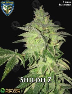 Shiloh Z (feminized) - T.h. Seeds