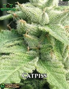 Catpiss (Regular) - 707 Seed Bank