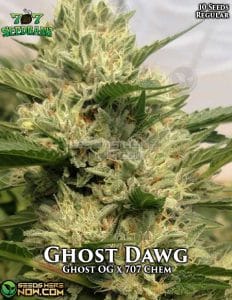 Ghost Dawg (Regular) - 707 Seed Bank