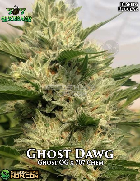 - 707 Seed Bank - Ghost Dawg {Reg} [10Pk]