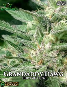 Grandaddy Dawg (Regular) - 707 Seed Bank