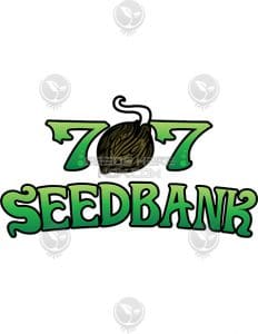 707 Lemon Tree (regular) - 707 Seed Bank