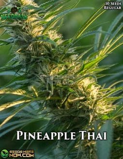 707 Seed Bank - Pineapple Thai {REG} [10pk]