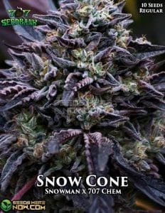 Snow Cone (Regular) - 707 Seed Bank
